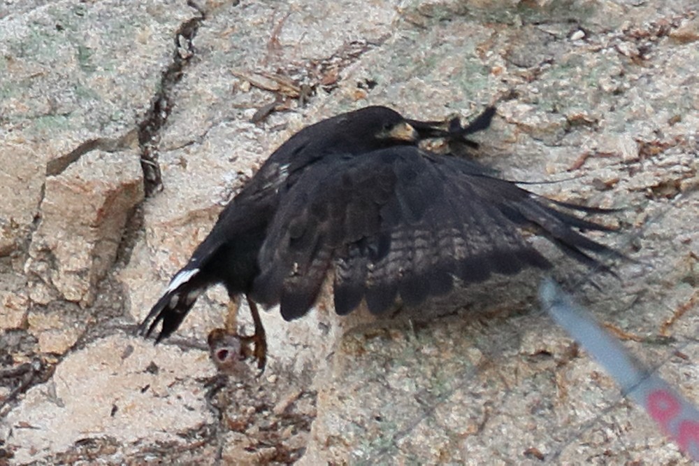 Common Black Hawk - ML622679741