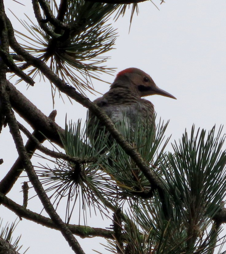 Northern Flicker - Deidre Dawson