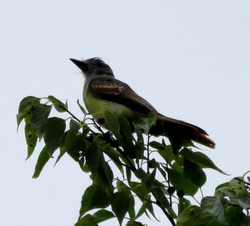 Great Crested Flycatcher - ML622679761