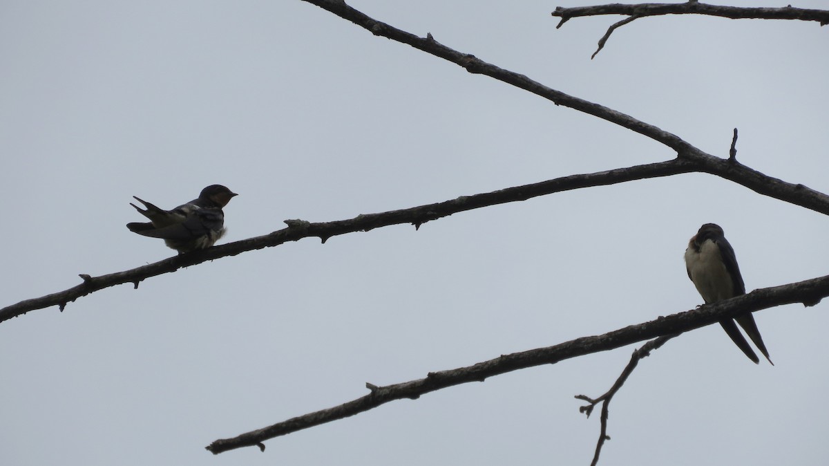 Barn Swallow - ML622679782