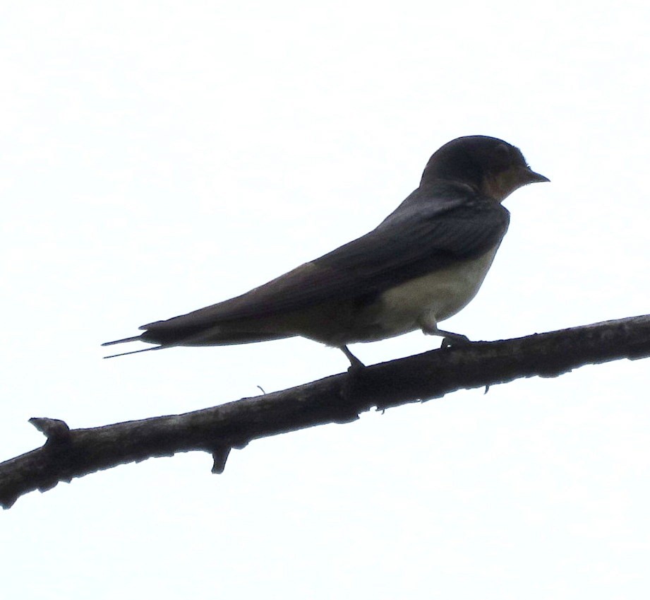 Barn Swallow - ML622679786