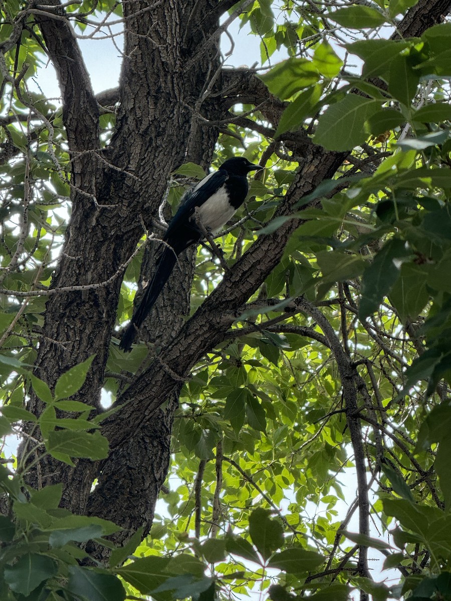 Black-billed Magpie - ML622679814