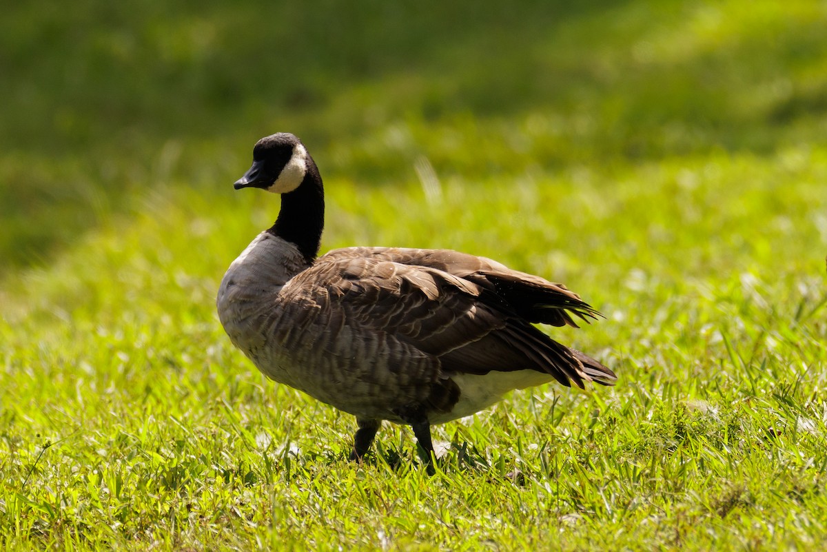 Cackling Goose - ML622679821