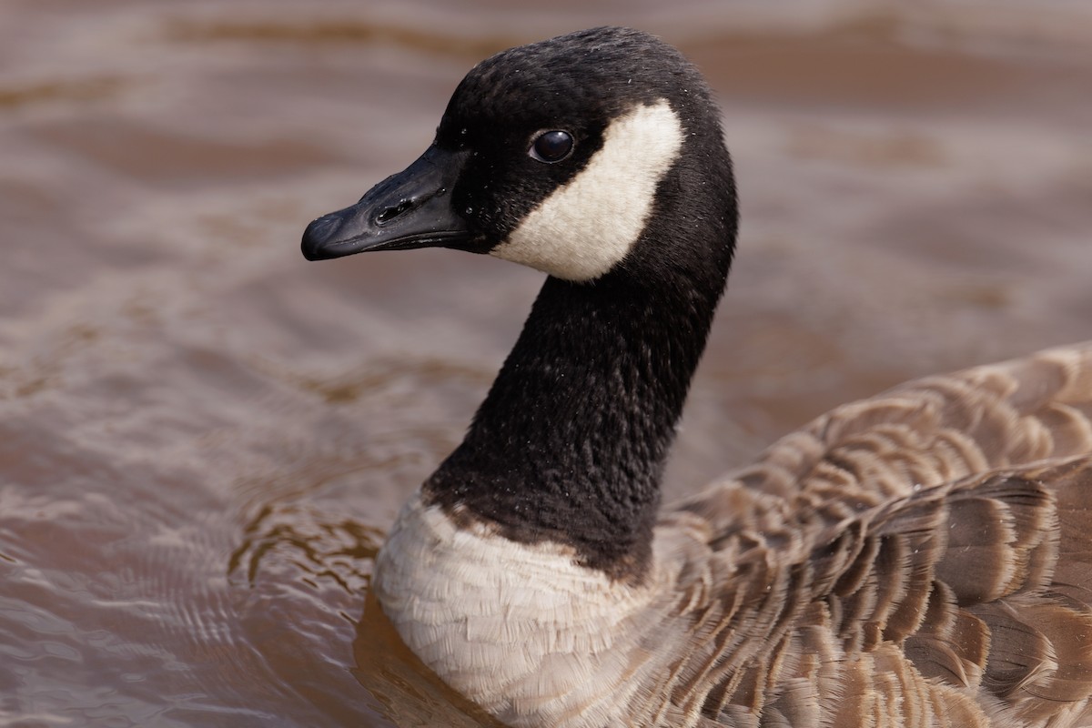 Cackling Goose - ML622679824