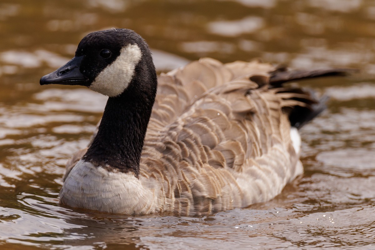 Cackling Goose - ML622679825
