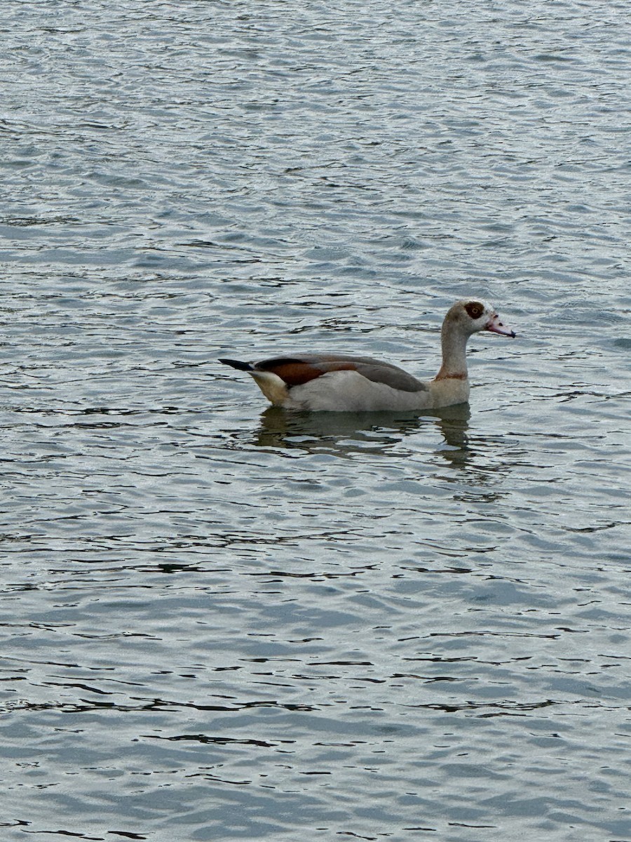 Egyptian Goose - ML622679879