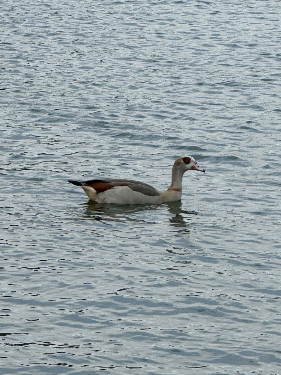 Egyptian Goose - ML622679880