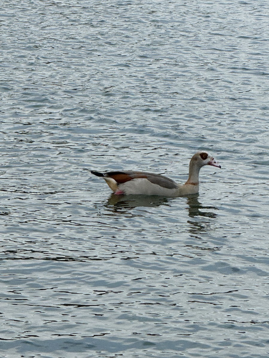 Egyptian Goose - ML622679882