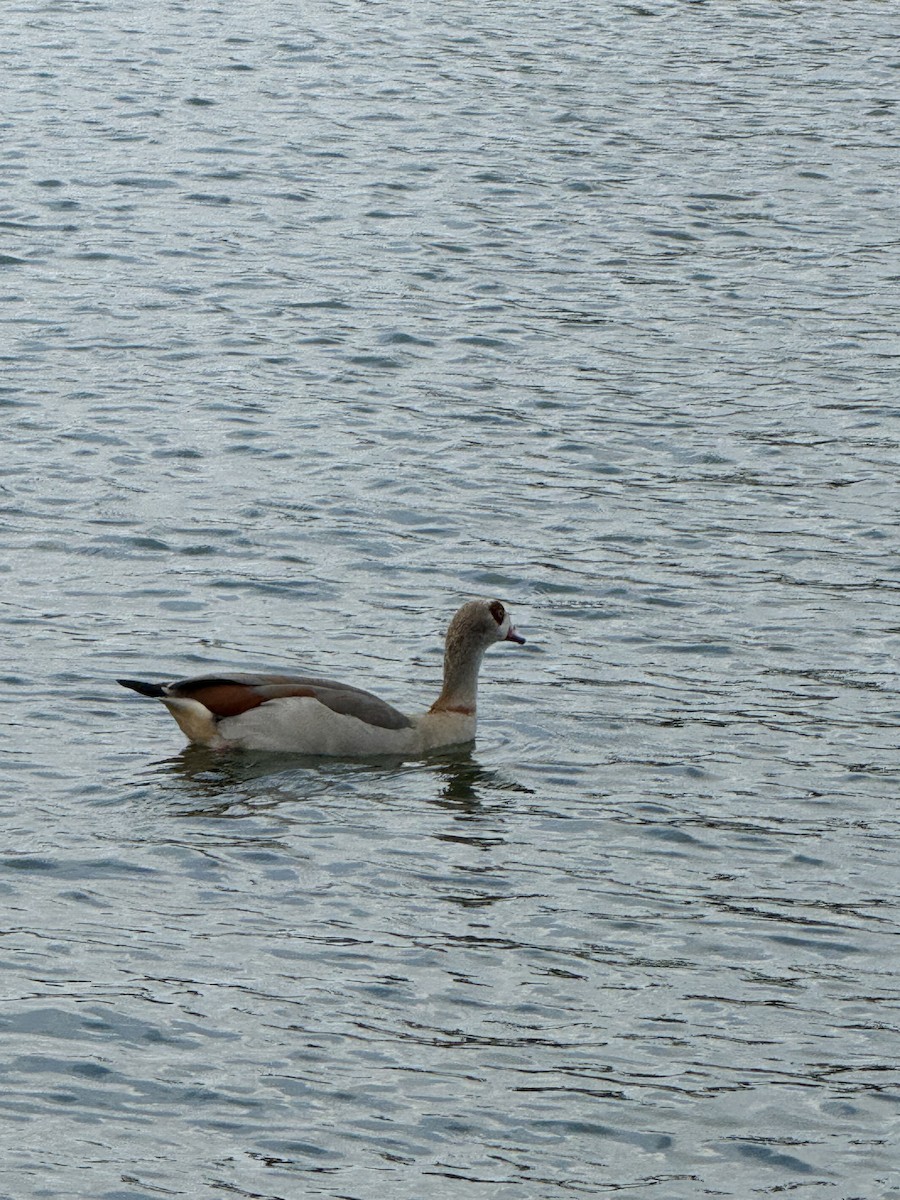 Egyptian Goose - ML622679883