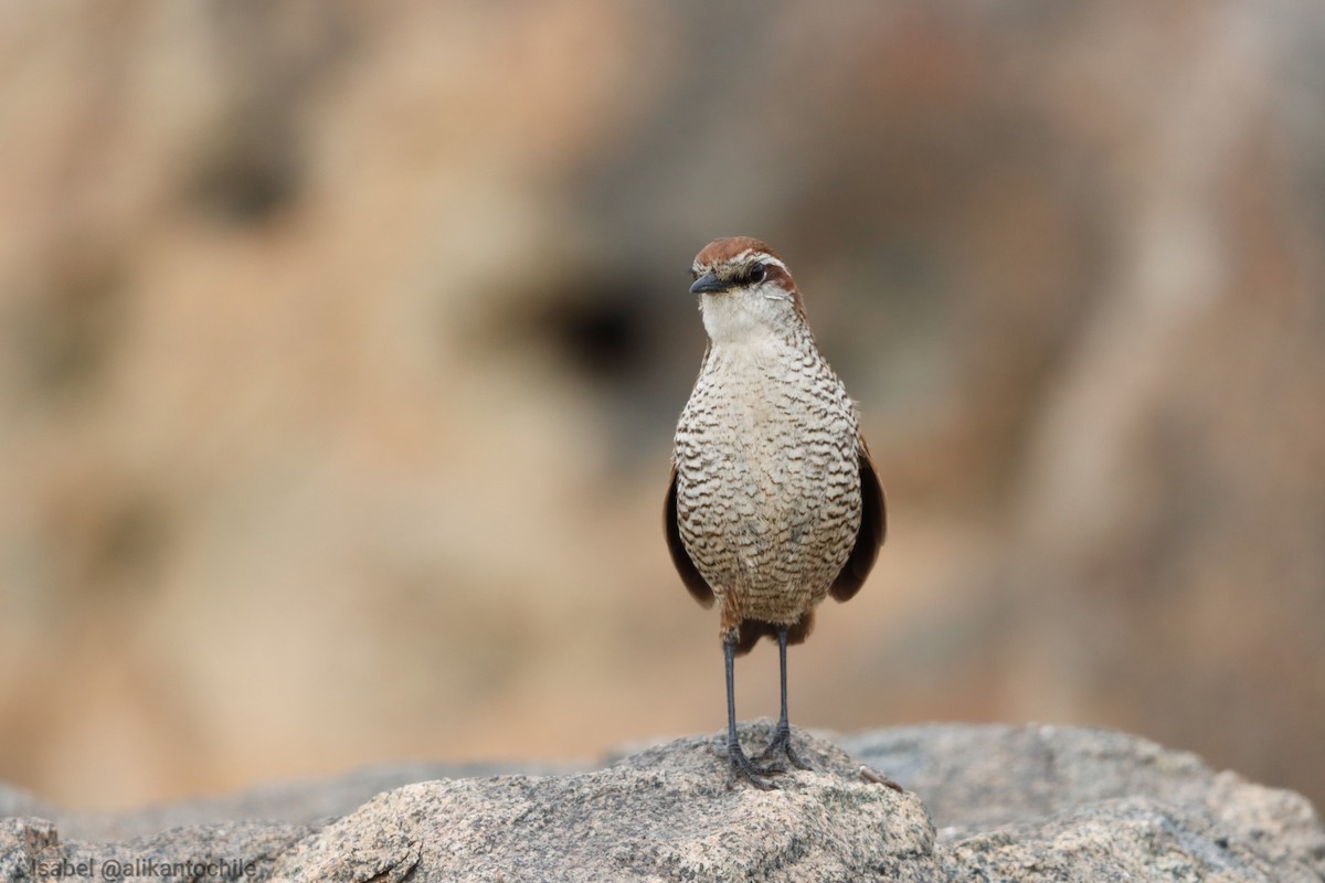 White-throated Tapaculo - ML622679891