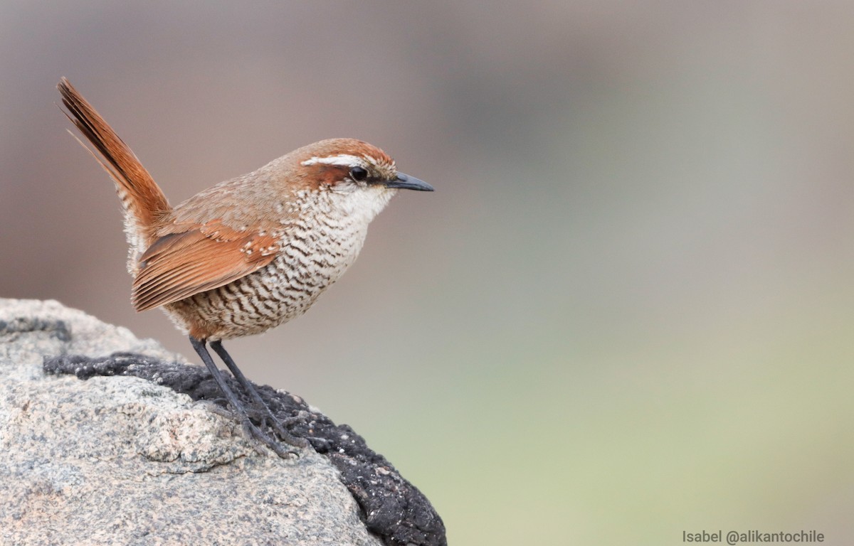 White-throated Tapaculo - ML622679892