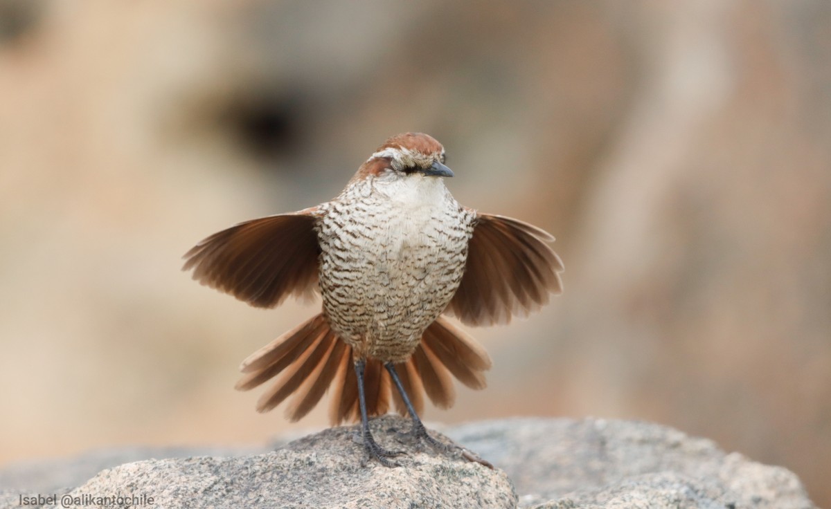 White-throated Tapaculo - ML622679893