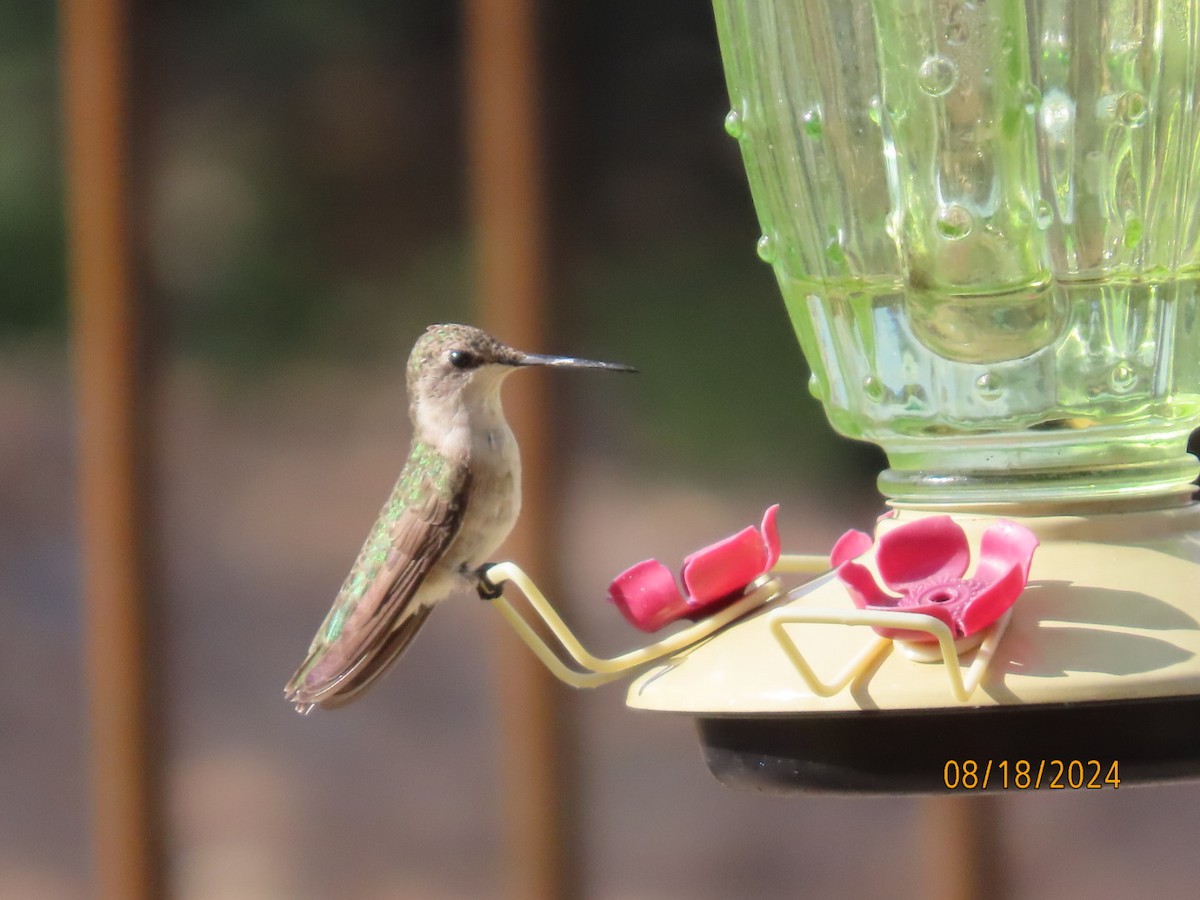 Black-chinned Hummingbird - Deborah Lauper