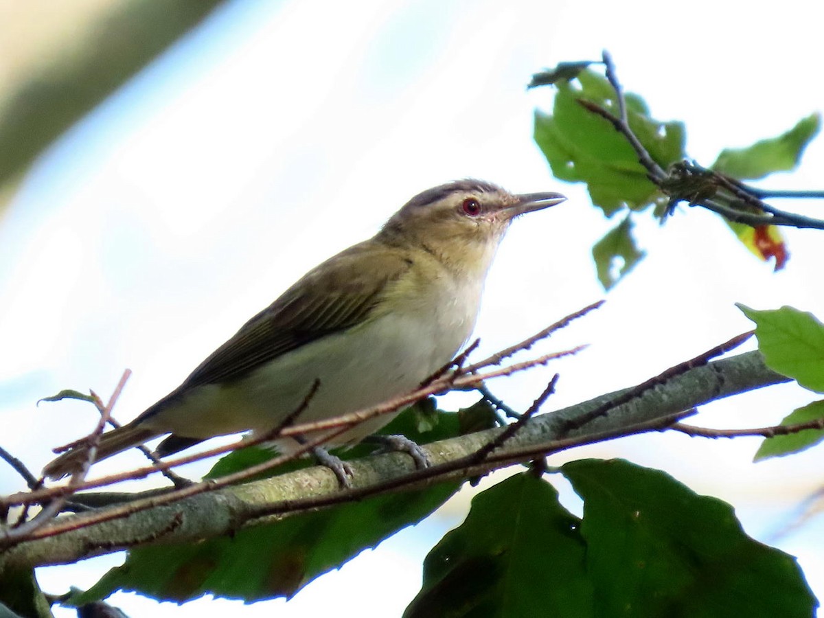 Red-eyed Vireo - David Cooney Jr