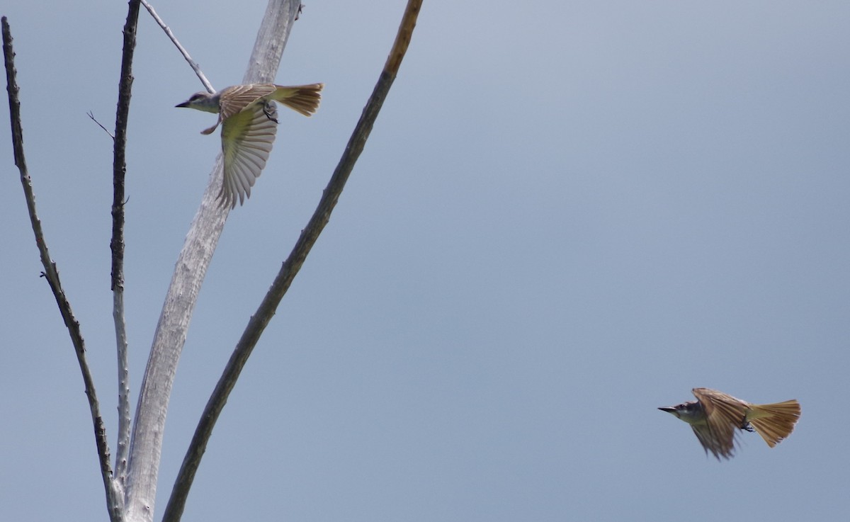 Gray Kingbird - h rudy sawyer