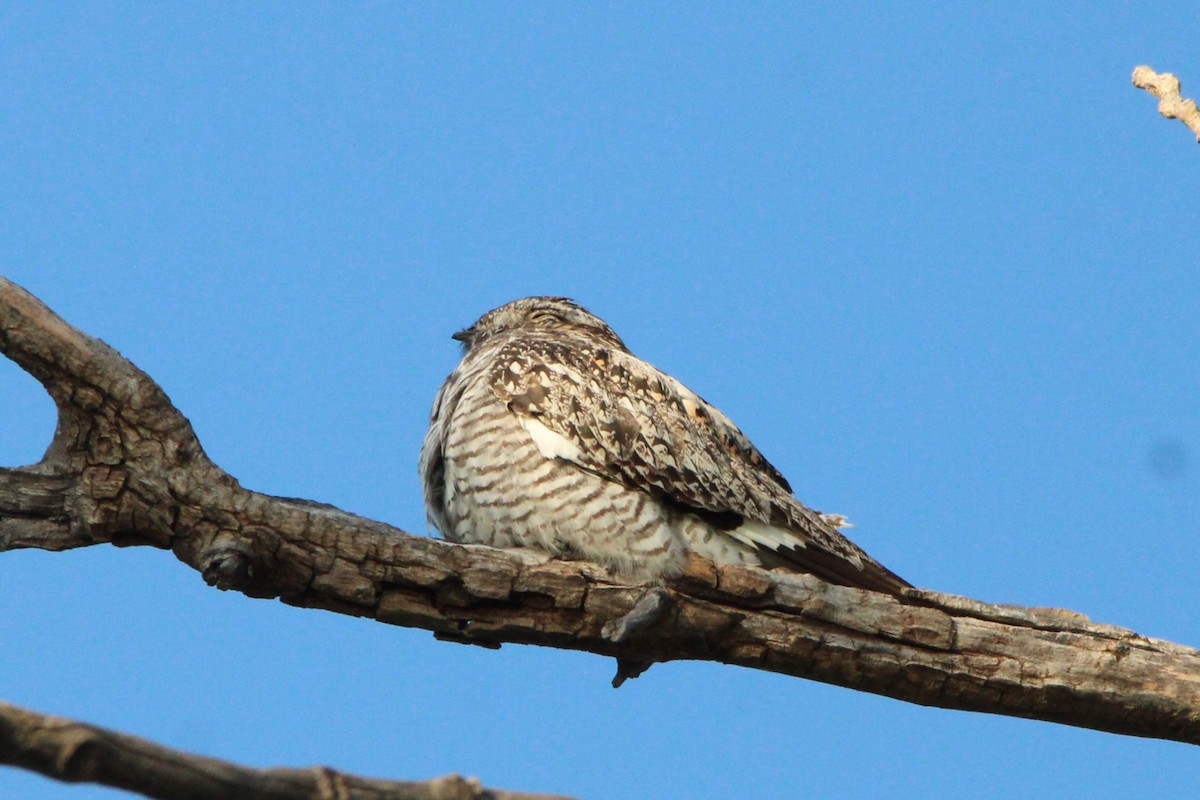 Common Nighthawk - ML622679933