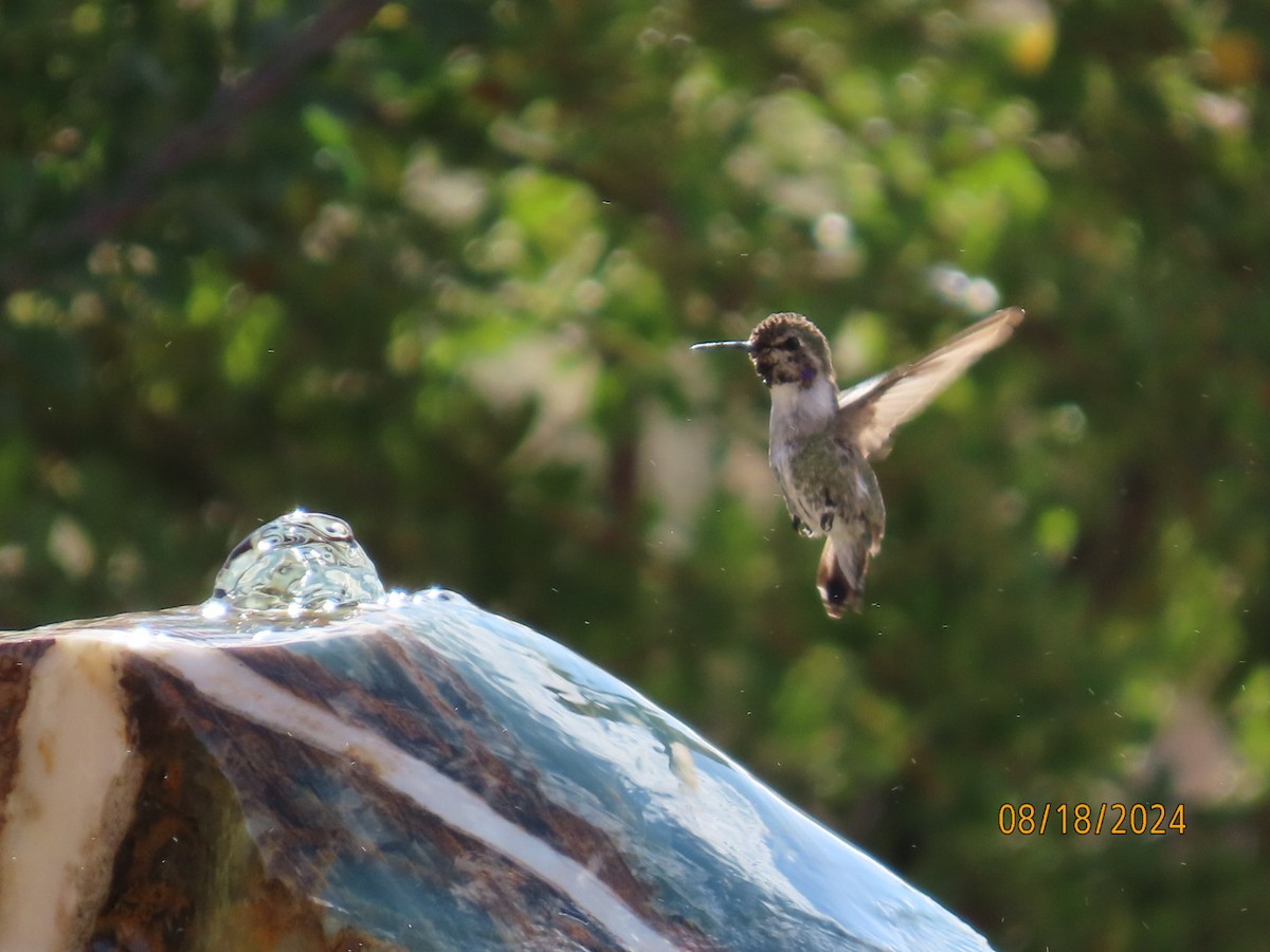 Costa's Hummingbird - Deborah Lauper