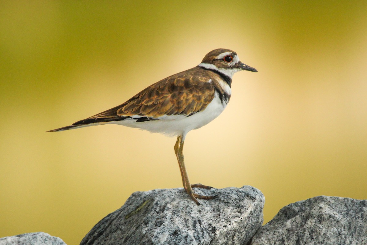 Killdeer - Richard  Lechleitner