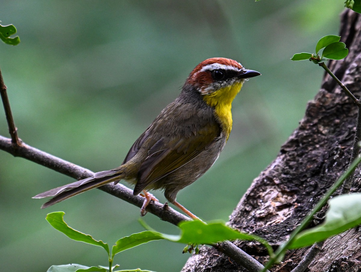 Rufous-capped Warbler - Mauricio López