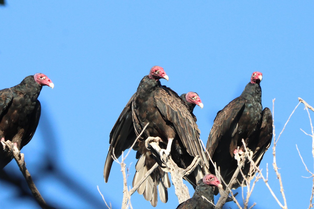 Turkey Vulture - ML622680020