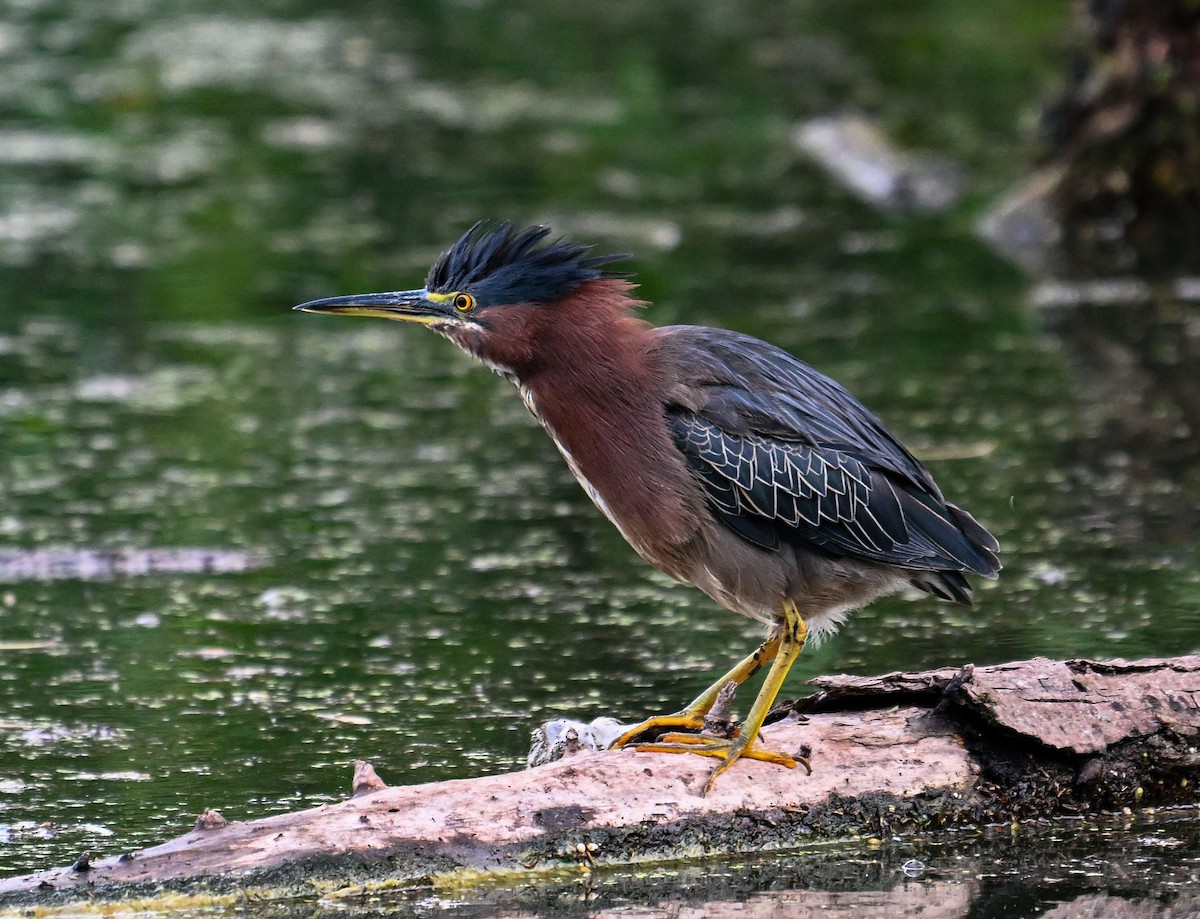 Green Heron - ML622680031