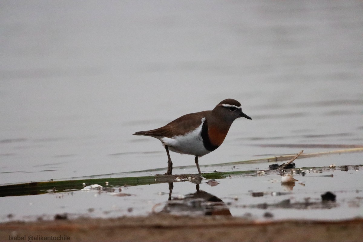 Rufous-chested Dotterel - Alikanto Chile Isabel Gómez Córdova