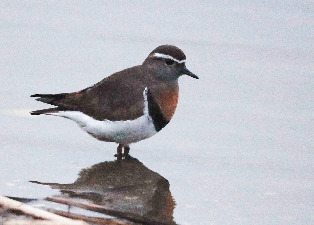 Rufous-chested Dotterel - ML622680036