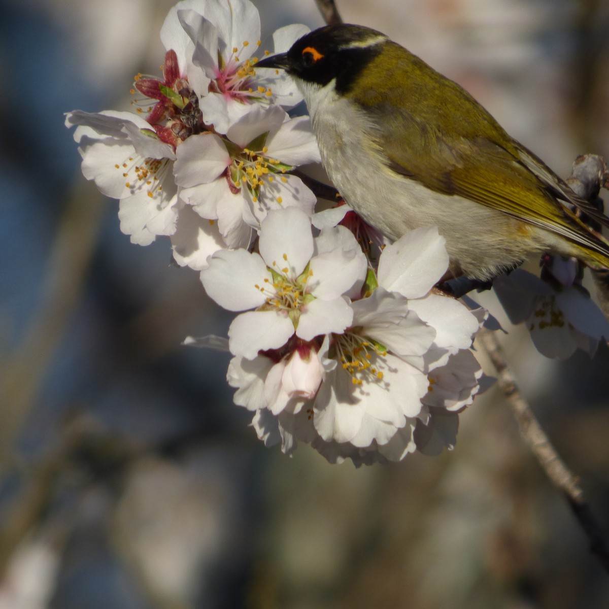 White-naped Honeyeater - ML622680053