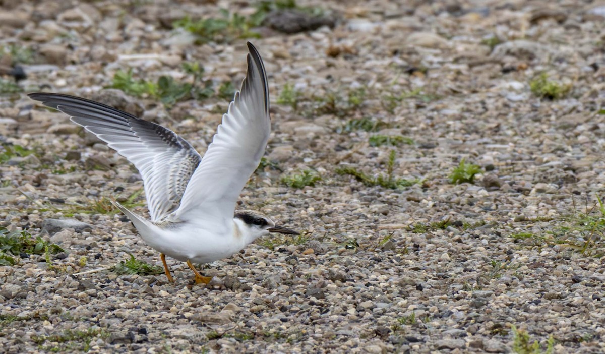 Least Tern - ML622680056