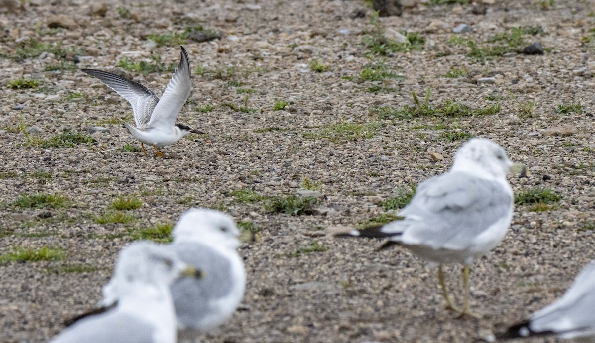 Least Tern - ML622680057