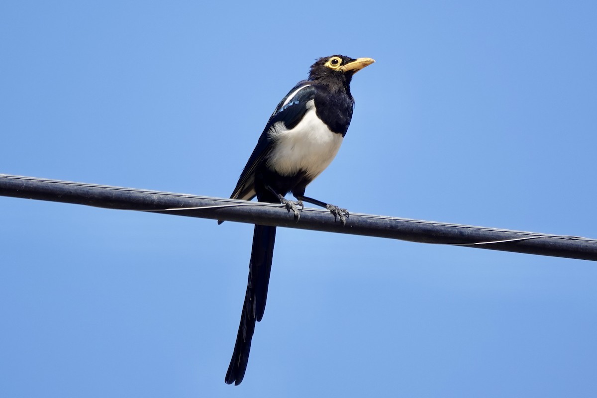 Yellow-billed Magpie - ML622680094