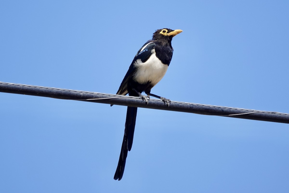 Yellow-billed Magpie - ML622680095