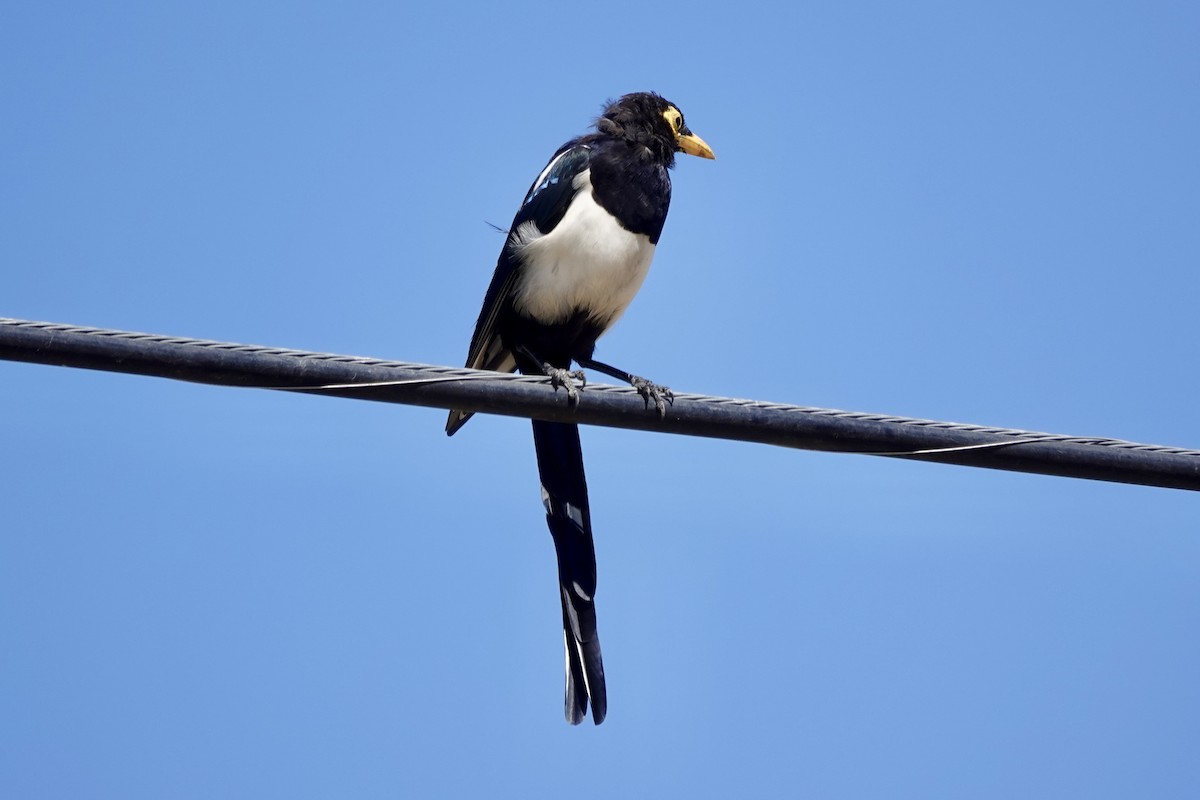 Yellow-billed Magpie - ML622680096