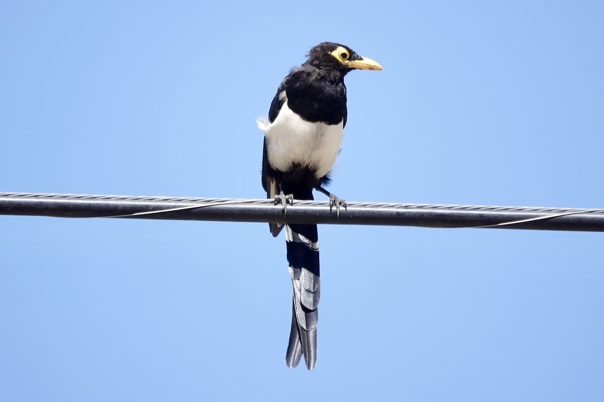 Yellow-billed Magpie - ML622680097