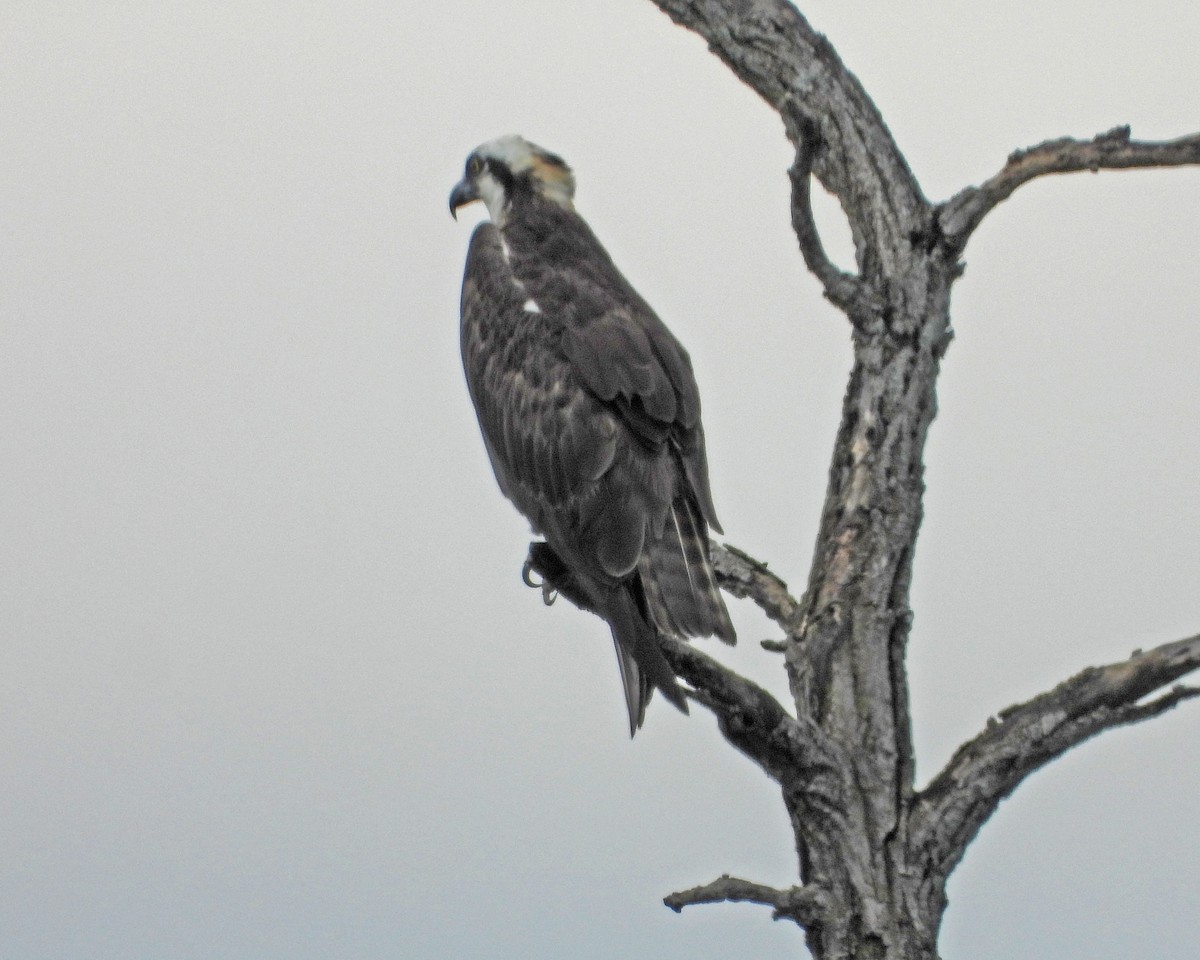 Águila Pescadora - ML622680118