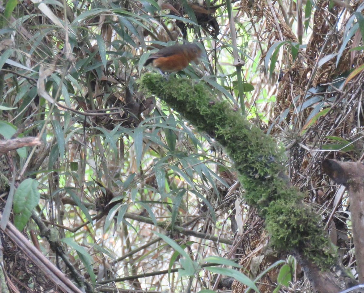 Slate-crowned Antpitta - ML622680122