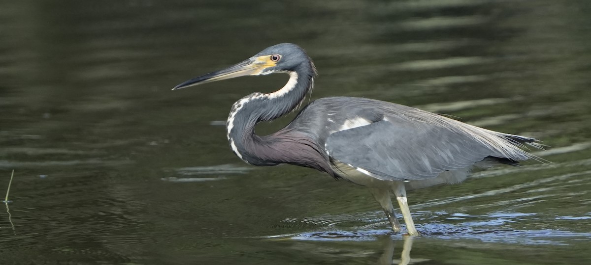 Tricolored Heron - Dave Bowman