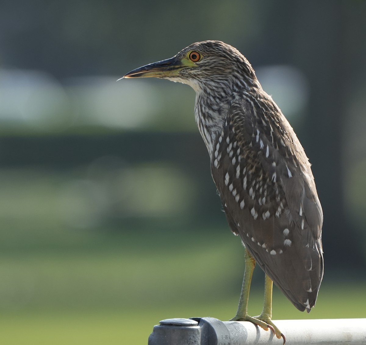 Black-crowned Night Heron - Dave Bowman