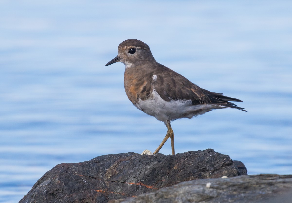 Rufous-chested Dotterel - ML622680205