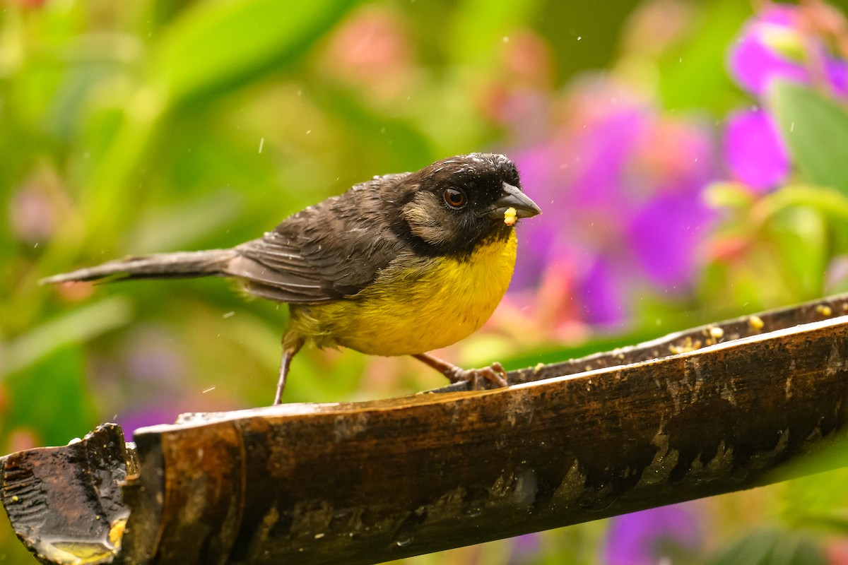 Santa Marta Brushfinch - ML622680232