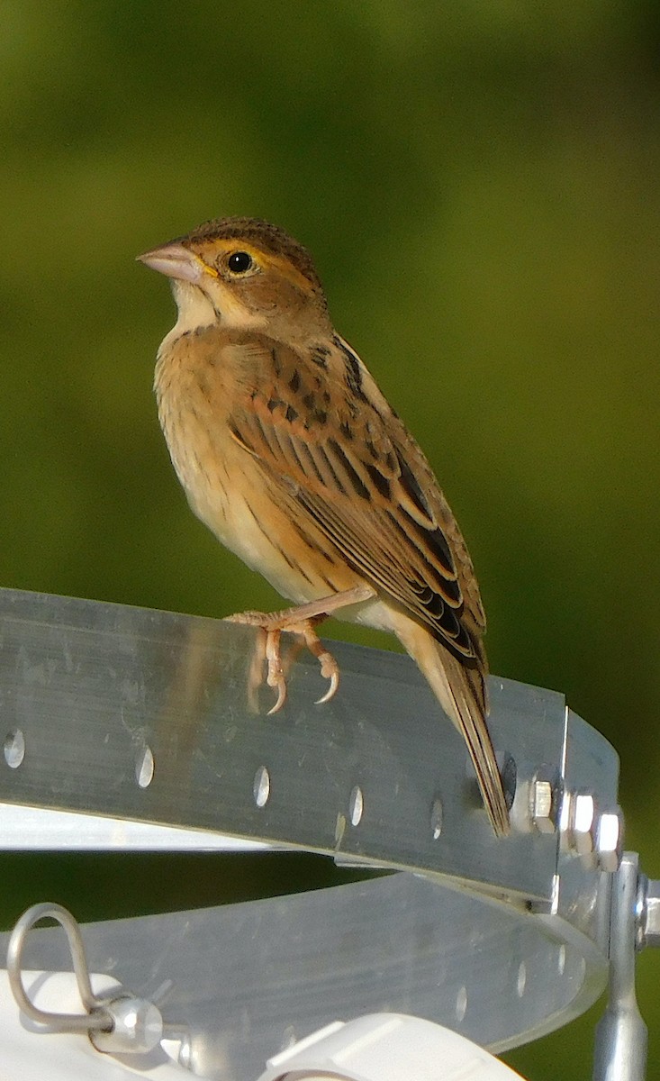 Dickcissel - ML622680414