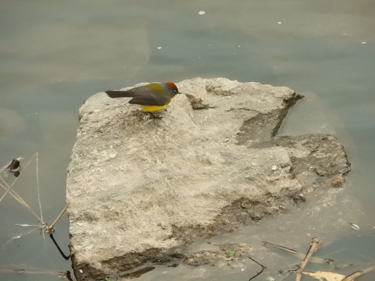 Brown-capped Redstart - ML622680441