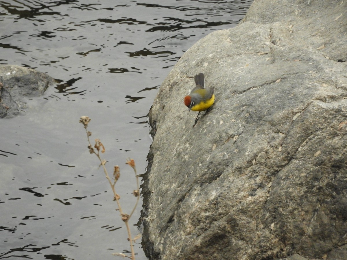 Brown-capped Redstart - ML622680442