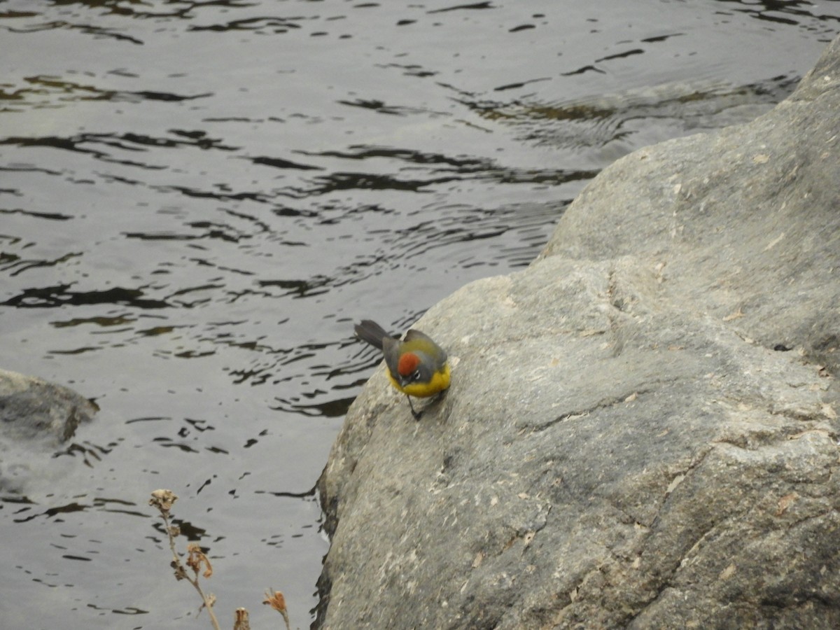 Brown-capped Redstart - ML622680445