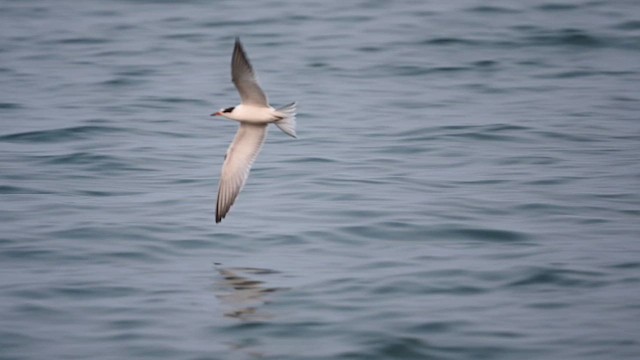 Common Tern - ML622680456