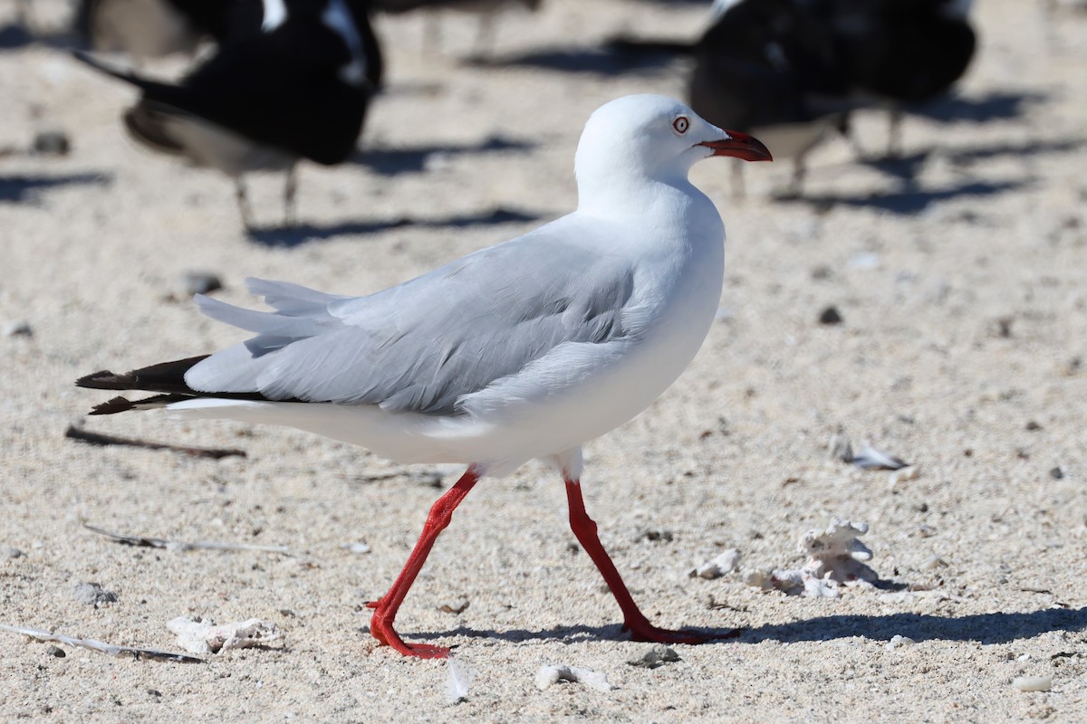 Silver Gull - Mark and Angela McCaffrey