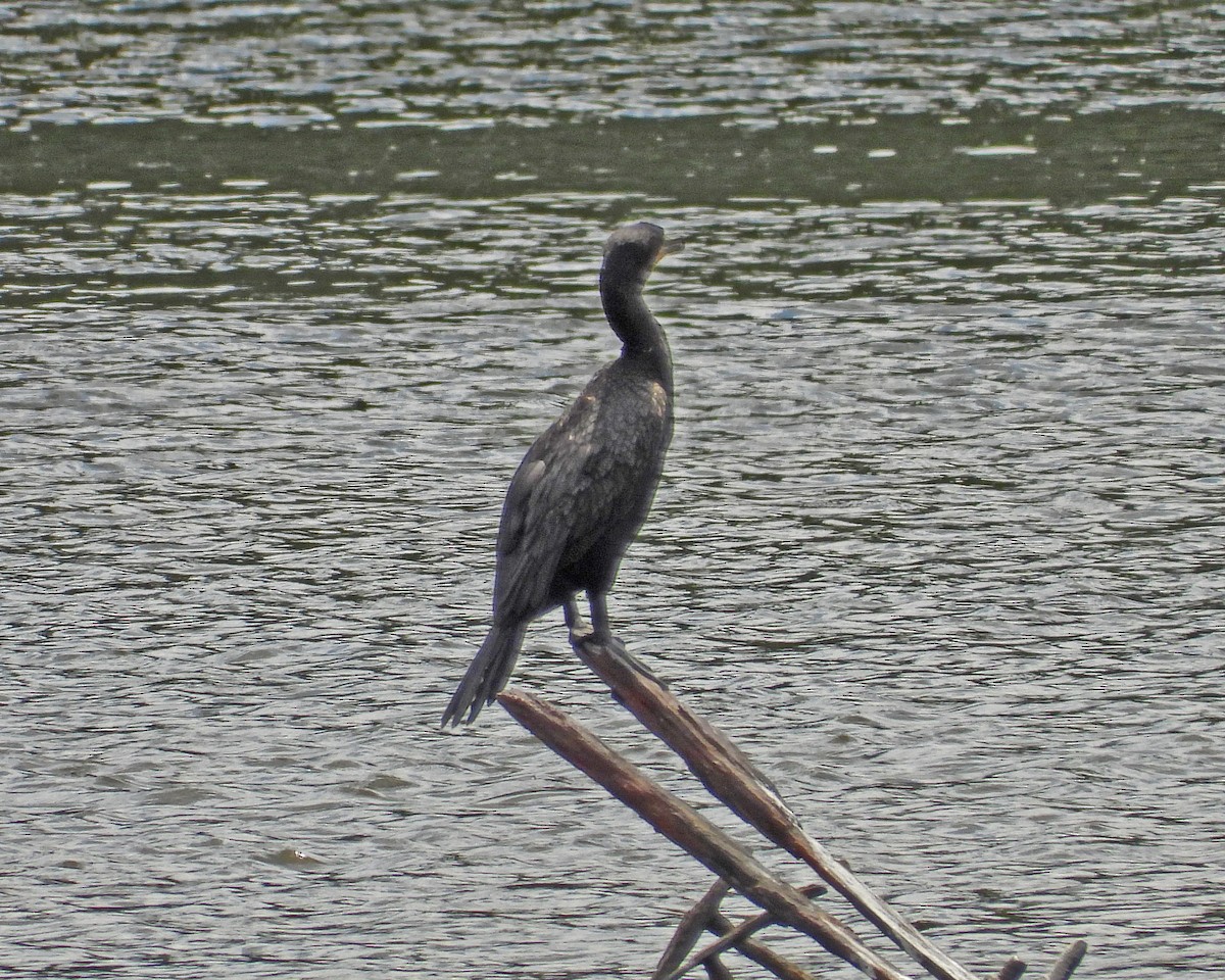 Double-crested Cormorant - Aubrey Merrill