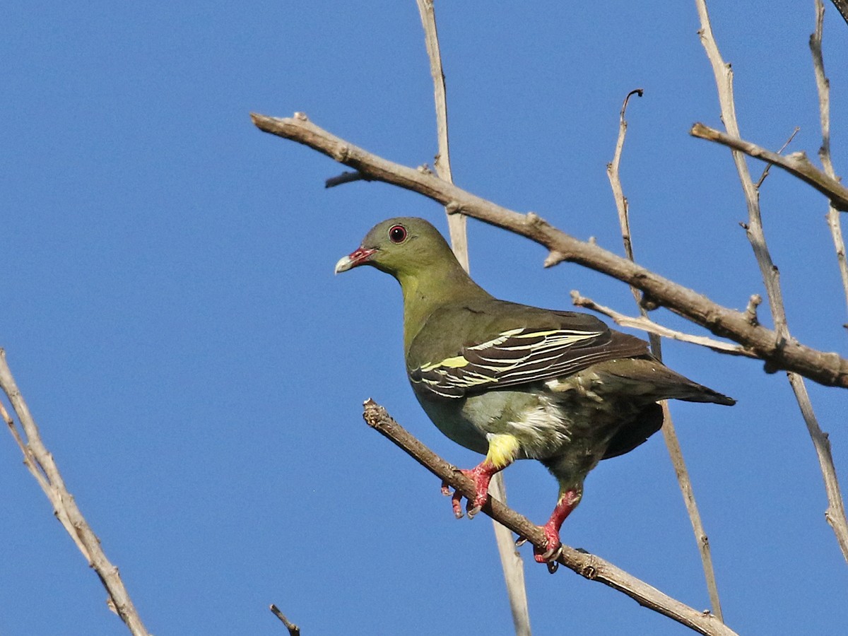 Cinnamon-headed Green-Pigeon - Dave Bakewell