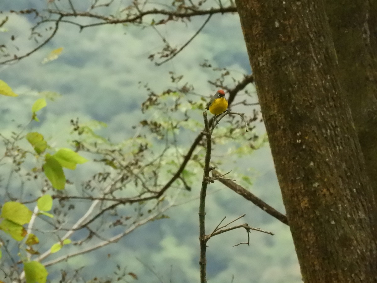 Brown-capped Redstart - ML622680529