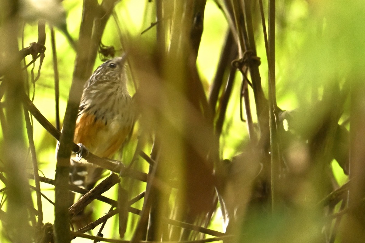 Santa Marta Antbird - ML622680534